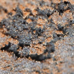 Kashmir Hash - 60% THCX