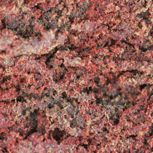 Libanais Rouge - 30% THCX