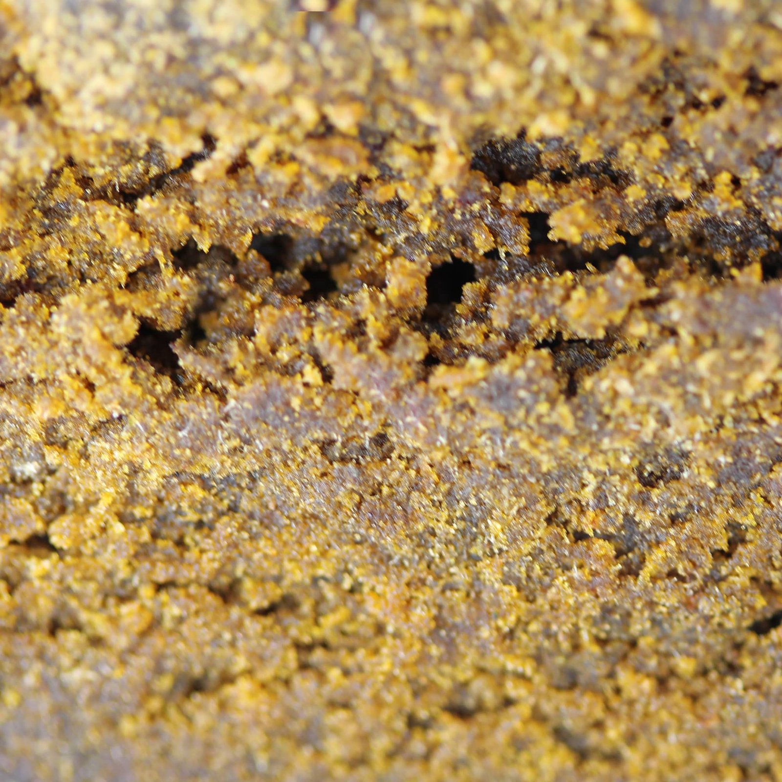 Focus sur Triple Zero - 30% THCX