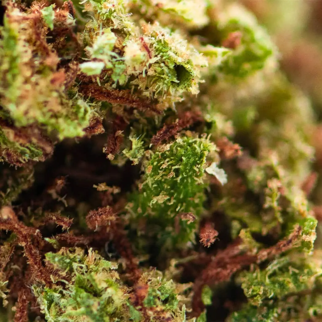 Focus sur Minibud Premium - 30% THCX