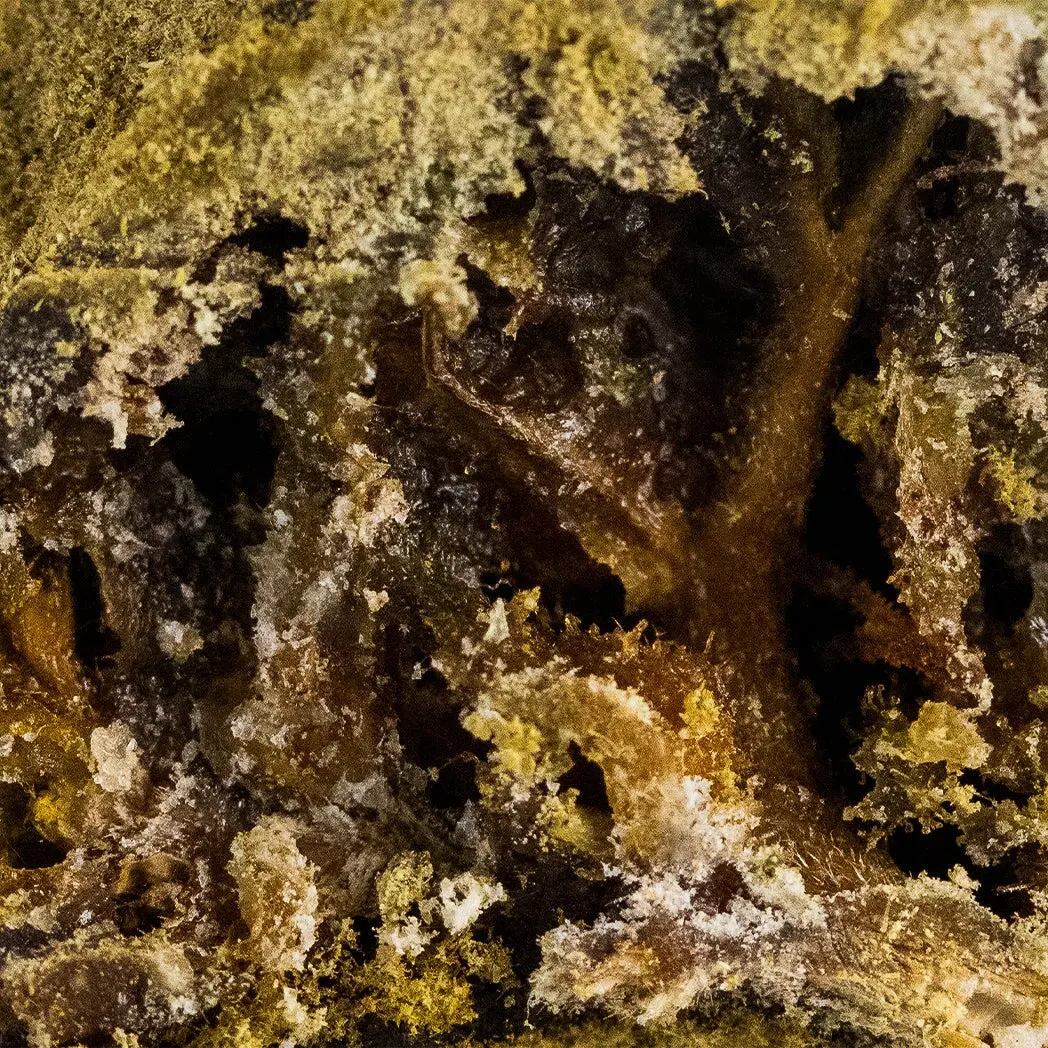 Focus sur MoonRock THCX